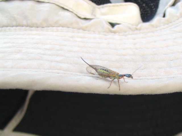 Bill's Bug