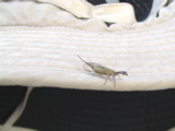Bill's Bug