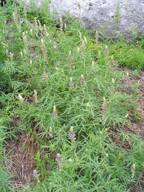 Lupine