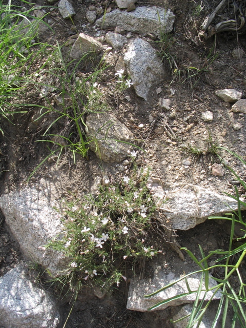 Phlox1.JPG
