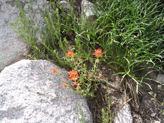 Indian Paintbrush.JPG