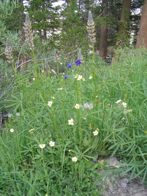 Larkspur Lupine Marsh Marigold.JPG