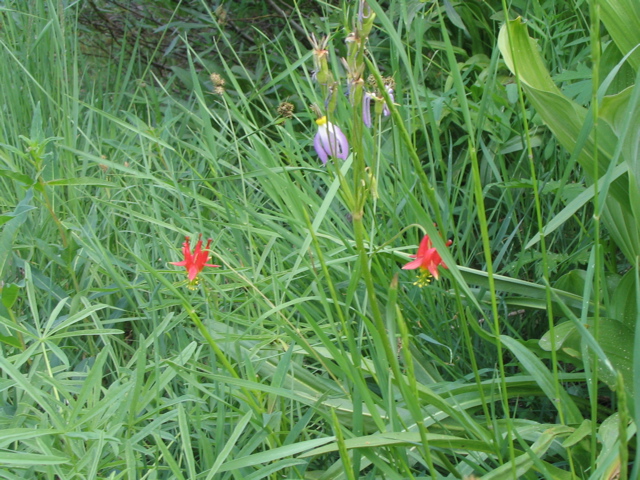 Columbine