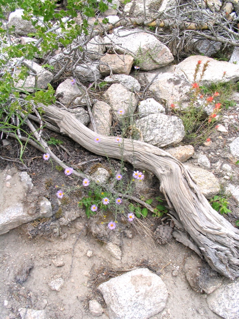 Mountain Asters and Columbine