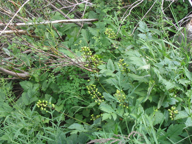 Ferns and more.JPG