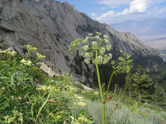 Lovage.JPG