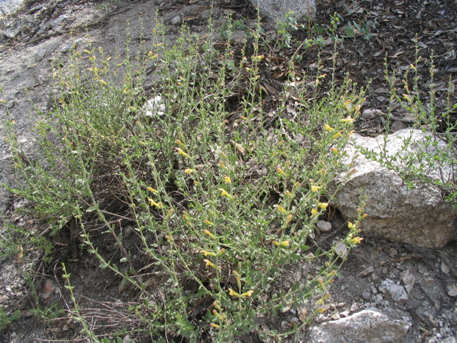 Salvia.JPG