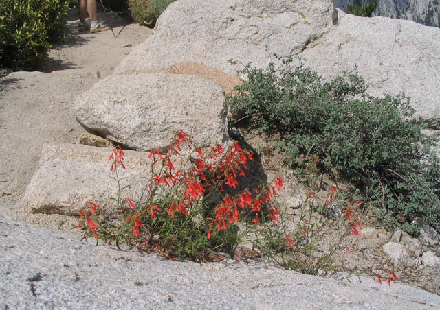 Penstemon