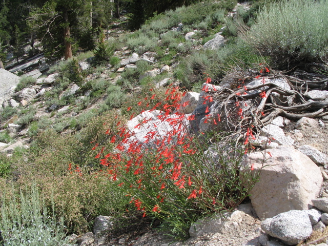 Penstemon