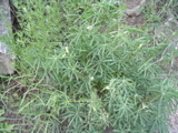 Lupine.JPG