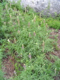 Lupine