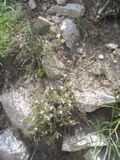 Phlox1.JPG