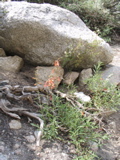 Penstemon