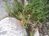 Indian Paintbrush.JPG