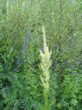 Delphinium and Cornflower
