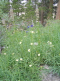 Larkspur Lupine Marsh Marigold.JPG