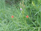Columbine