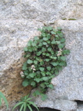 A really cool plant.JPG