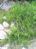 Delphinium