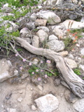 Mountain Asters and Columbine