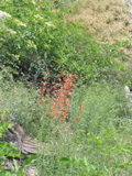 Penstemon
