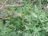 Ferns and more.JPG