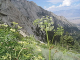 Lovage.JPG