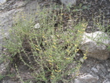 Salvia.JPG