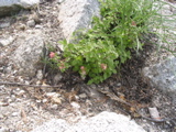 Unknown Flower.JPG