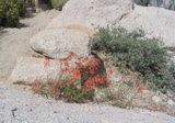 Penstemon