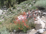 Penstemon